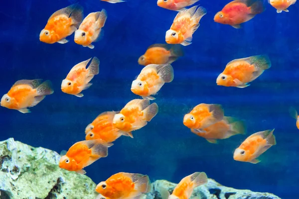 Pez loro del acuario — Foto de Stock