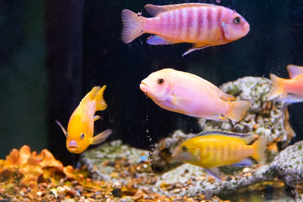 Pesci dell'Aulonocara — Foto Stock