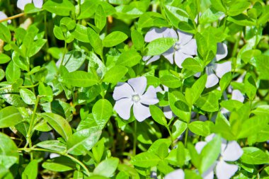 Yaz aylarında çiçek