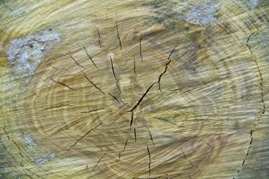 kahverengi doku stem ağaç