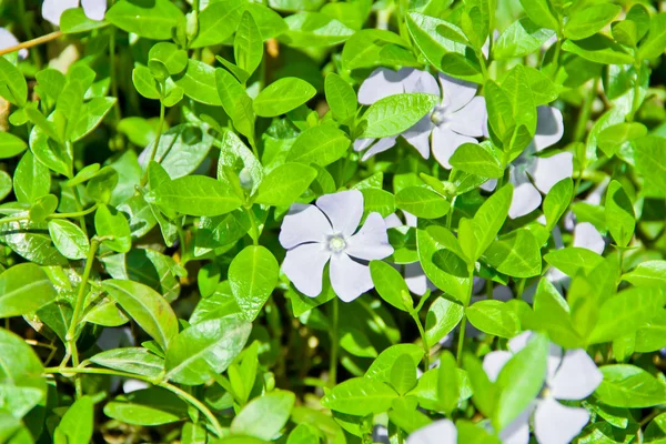 Yaz aylarında çiçek