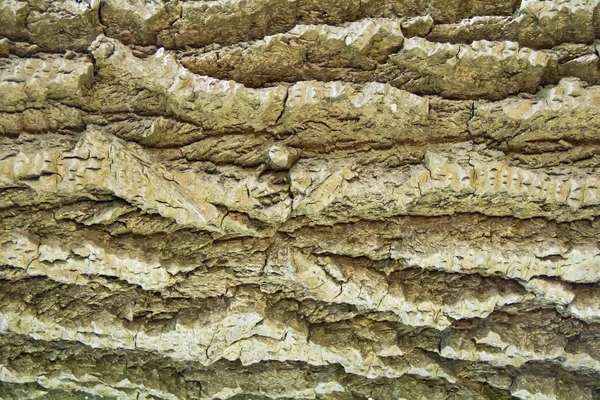 Brown texture stem tree — Stock Photo, Image