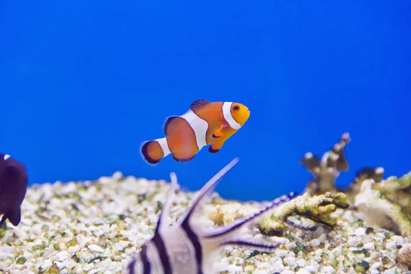 Clown fish — Stock Photo, Image