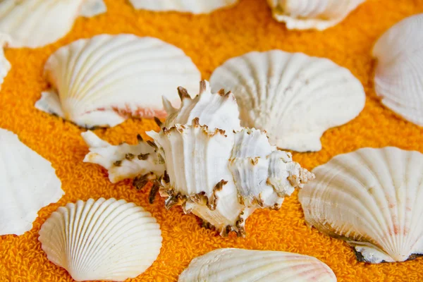 Seashells — Stock Photo, Image