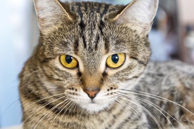 kedi portre sarı gözlü 