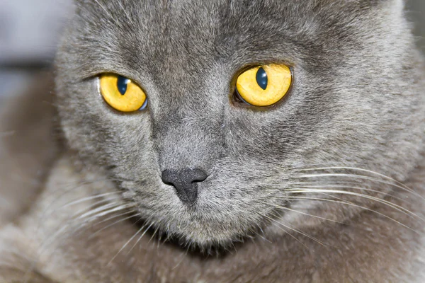 Retrato de gato con ojos amarillos —  Fotos de Stock