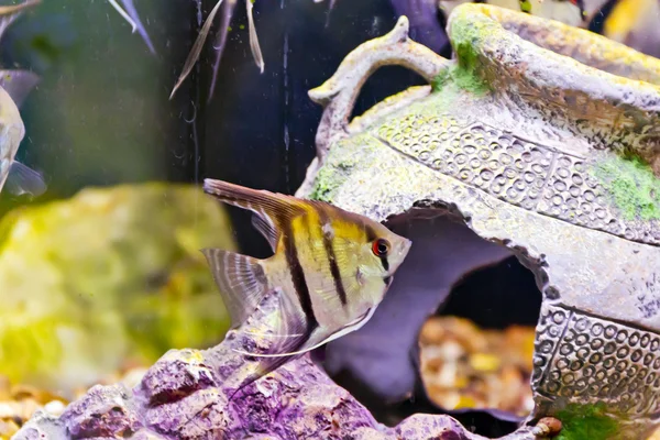 Fischschuppen im Aquarium — Stockfoto