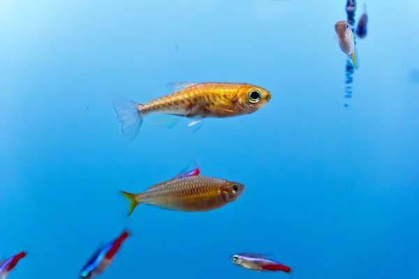 Aquarium fish — Stock Photo, Image