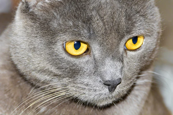 Retrato de gato con ojos amarillos —  Fotos de Stock