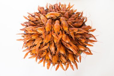çok crawfishes
