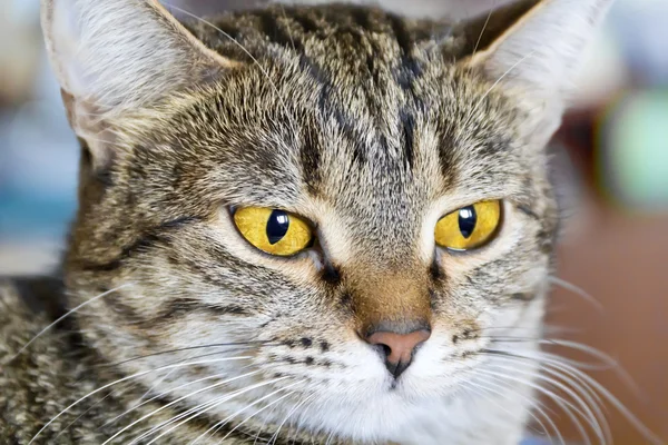 Katzenporträt mit gelben Augen — Stockfoto