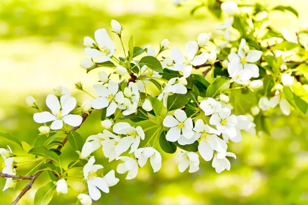 Green branch with white apple flowers — Stock Photo, Image