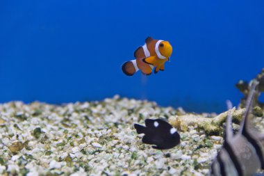 Palyaço balık ve dascyllus trimaculatus domino