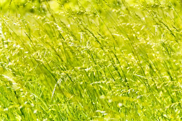 Grönt gräs konsistens — Stockfoto