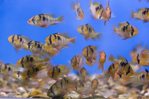 Cichlid de carneiro boliviano — Fotografia de Stock