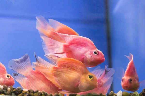 Papagaio-cichlid vermelho — Fotografia de Stock