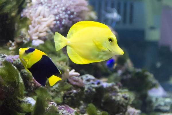 Angel balık ve akvaryum zebrasoma — Stok fotoğraf