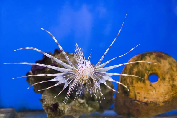 Pterois volitans — Stock fotografie