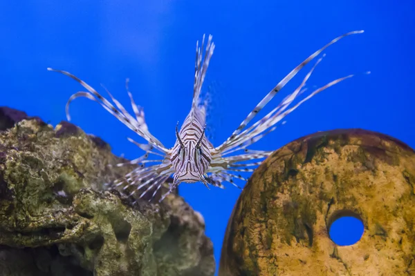 Pterois-Wollen — Stockfoto