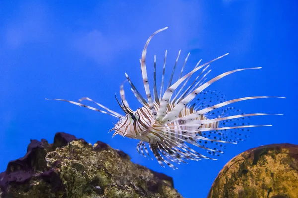 Pterois-Wollen — Stockfoto