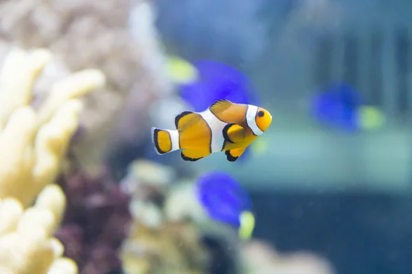 Clown fish — Stock Photo, Image