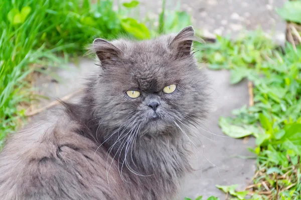 Ritratto di gatto con occhi gialli — Foto Stock