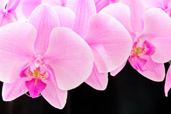 Růžová orchidej — Stock fotografie