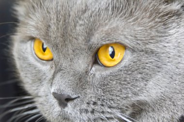 kedi portre sarı gözlü 