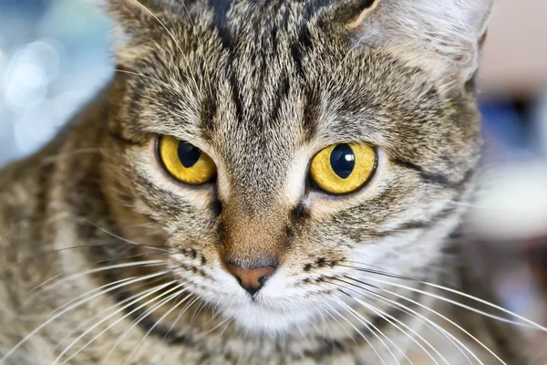 Cat stående med gula ögon — Stockfoto