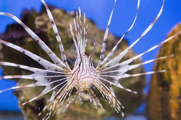 Pterois-Wollen — Stockfoto