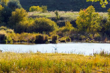 Landscape with lonely white swan