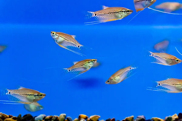 Aquarium fish — Stock Photo, Image