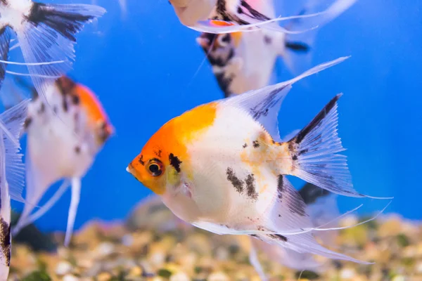 Akwarium ryby scalare — Zdjęcie stockowe