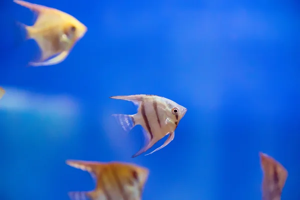 Escalar de peixes de aquário — Fotografia de Stock