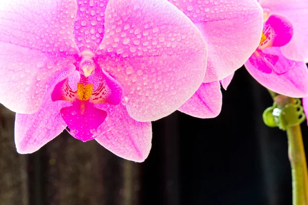 Orquídea rosa — Foto de Stock