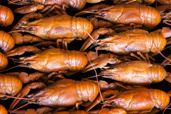 Muchos cangrejos — Foto de Stock