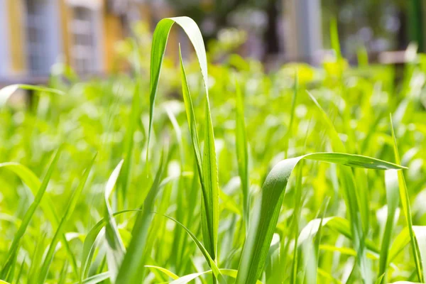 Green grass texture — Stock Photo, Image