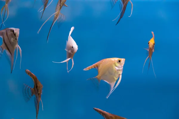 水族馆的鱼神仙 图库图片