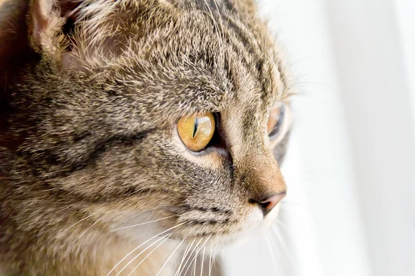 黄色の目と猫の肖像画 — ストック写真
