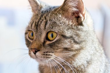 kedi portre sarı gözlü 