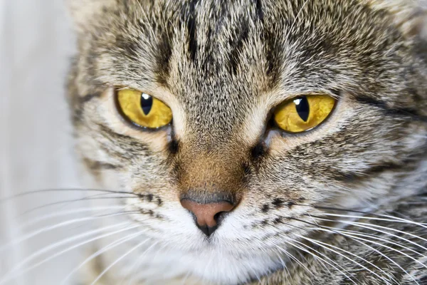 Cat stående med gula ögon — Stockfoto