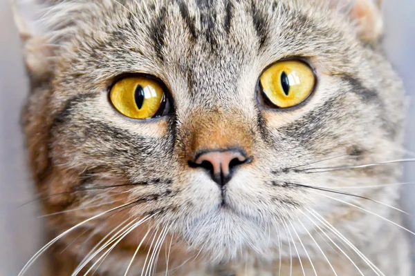 猫肖像用黄色的眼睛 — 图库照片