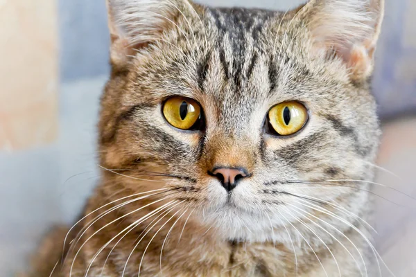 Cat stående med gula ögon — Stockfoto
