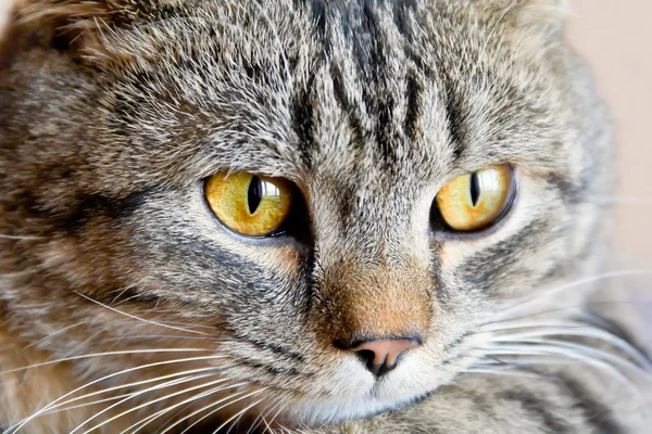 Retrato de gato con ojos amarillos —  Fotos de Stock