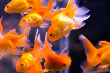 Kırmızı papağan Çiklit