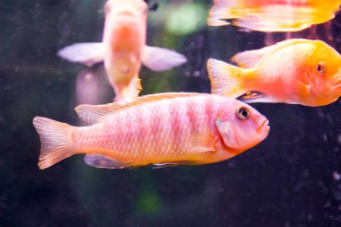 Aulonocara Balık Akvaryum