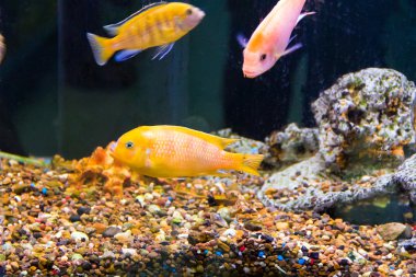 Aulonocara balık fotoğrafı