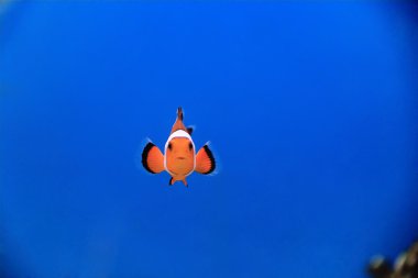 Clown fish in blue water clipart