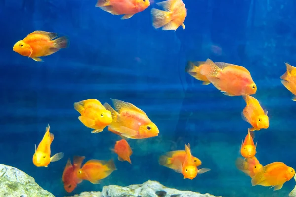 Red Parrot Cichlid — Stock Photo, Image