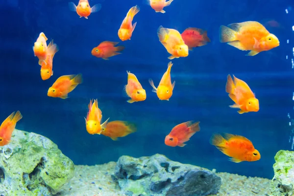 Photo of aquarium fish — Stock Photo, Image